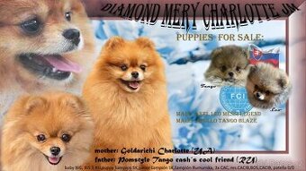 Pomeranian fci s PP steniatka