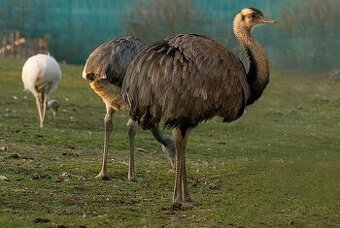 Nandu pampový, samice