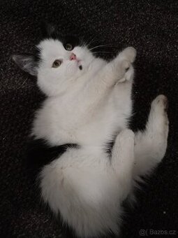 Perská činčila koťátka