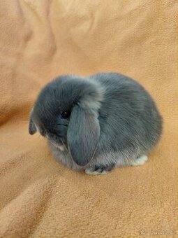 Zakrsly králík minilop Sisi