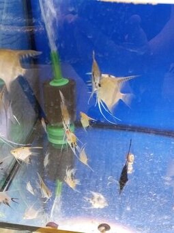 Skalára amazonská - 1