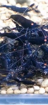 Krevetky caridina, neocaridina