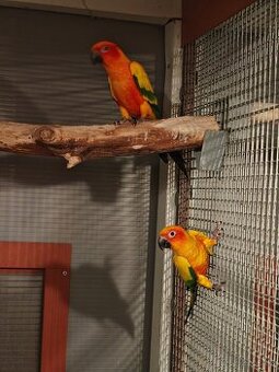 Aratinga sluneční 1.1, r. 21,