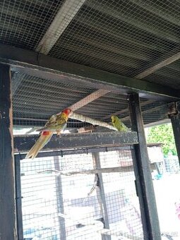 Rosela Pestrá - samice