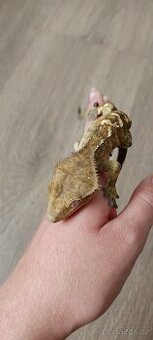 Pagekon řasnatý - mladý sameček (3)