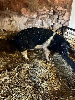 Prodám prasnice, kance