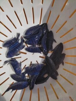 Metriaclima sp. dolphin  Thumbi Point