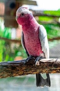 Prodám chovného samce Kakadu růžový