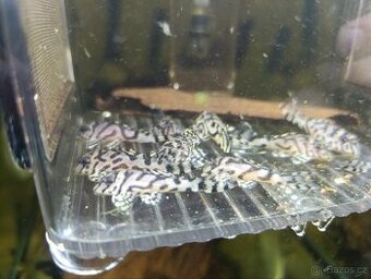 Hypancistrus L236 SW - 1
