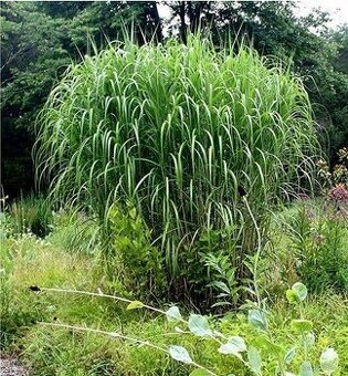 Ozdobnice obrovská - Miscanthus giganteus