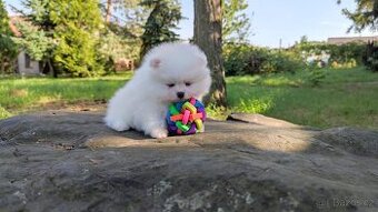 Bílá Pomeranian štěňata