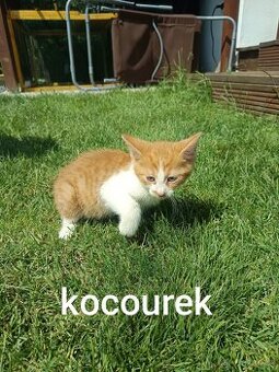 Koťata