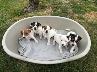 Jack Russell terier