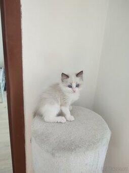 Ragdoll bez PP