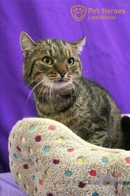 Tracy ❤ kocour pohodář ❤