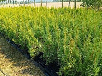 Tuje, Túje, Thuja occ. "'Smaragd"'