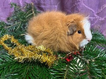 Morčátko chlapeček s PP