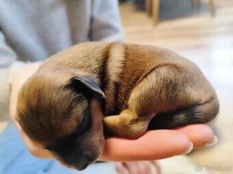 Štěňata křížence, střední plemeno