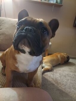 Pes ke kryti francouzský buldoček