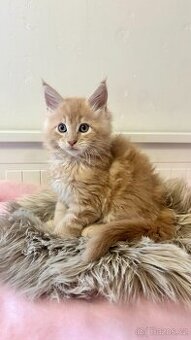 Mainska mývalí - Dva kocourci hledající milující domov