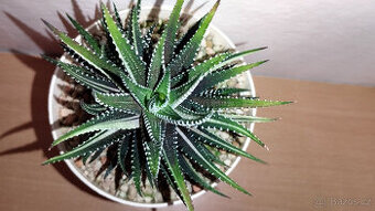Haworthia Fasciata variegated ( sukulent )