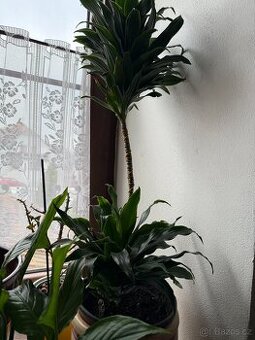 Dracena surculosa
