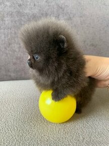 Pomeranian štěňata Na Prodej - 1