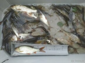 Nástražní rybičky - plotice, perlín, lín obecný, karas