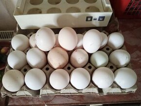 domácí vejce