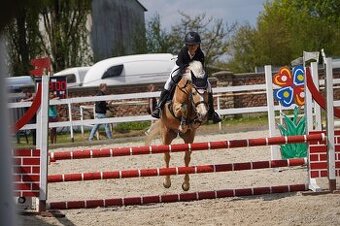 Pony do sportu 135cm