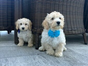 Maltipoo šteniatko, maltezák, pudel