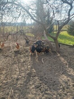 Kanec kune kune