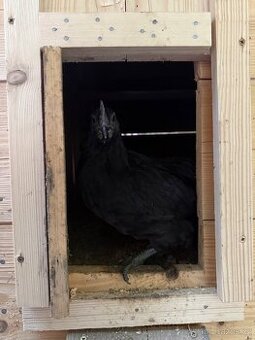 Ayam cemani NV