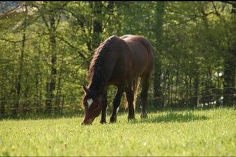 Hřebec Welsh Cob D - Připouštění