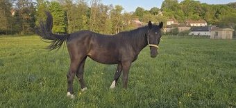 2letá kobylka Nena - Barock pinto