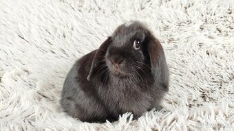 Zakrslý beránek, králík, králíček - ELLA