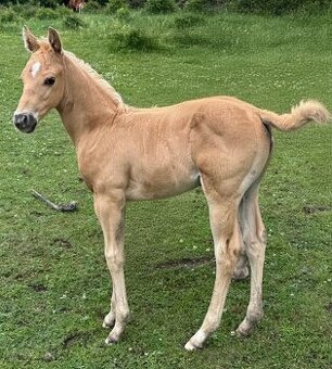 Appaloosa