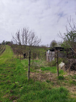 Pozemek - Mutěnice 1556m2 - 1