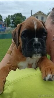 Nemecký boxer s pp