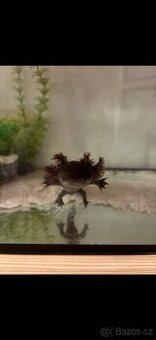 Axolotl mexický