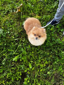 Pomeranian fenka s PP