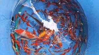 Koi kapry