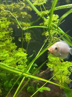 Prodám akvarijní vzrostlé zdravé rybičky 🐟
