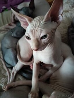 Kanadský sphynx
