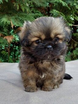 Tibetský španěl bez PP