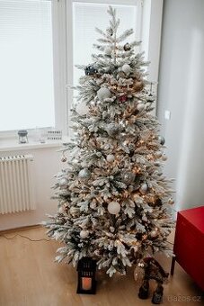 Smrk Kralovsky 210cm - vanocni stromek