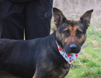 Frederika – hledá milující domov