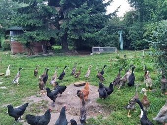 Indický běžec - IB - běžci