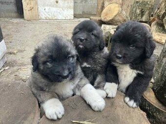 Kavkazský pastevecký