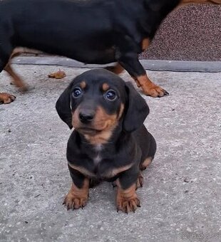 Jezevčík trpasličí